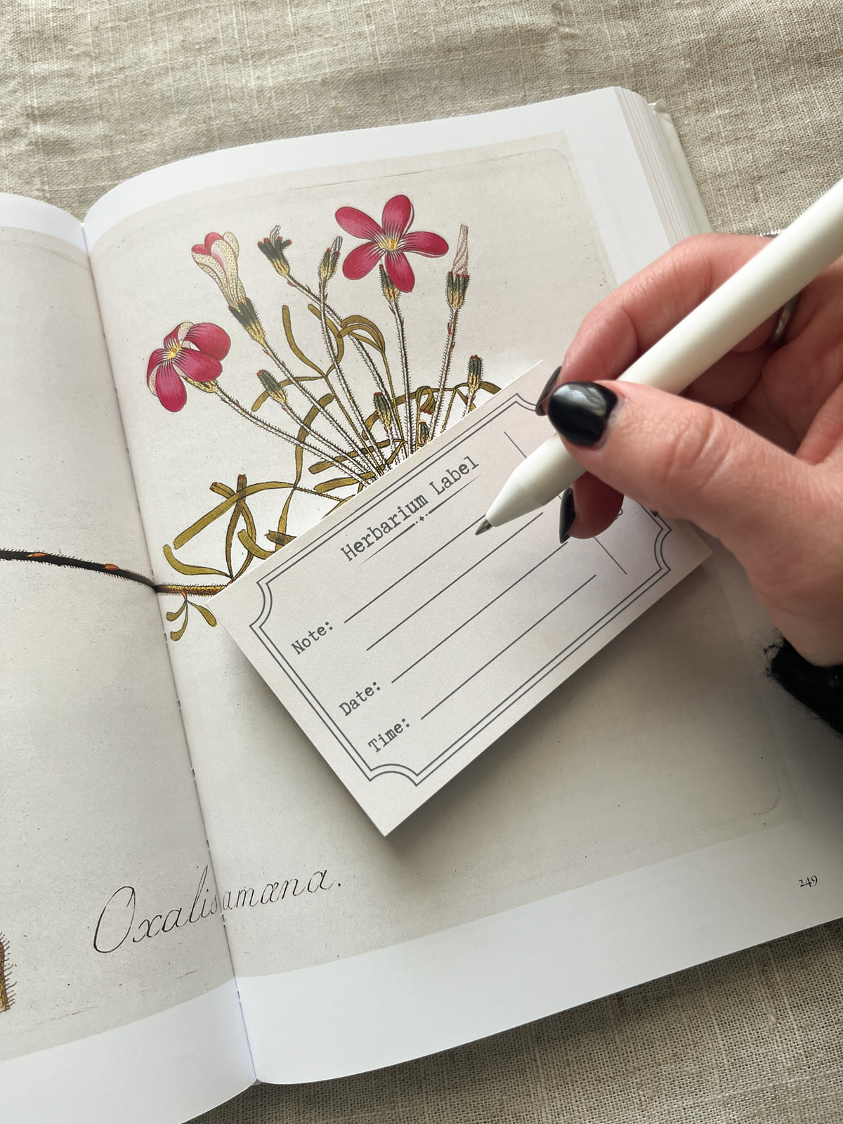 Herbarium Label - 4x2.5" Mini Notepad